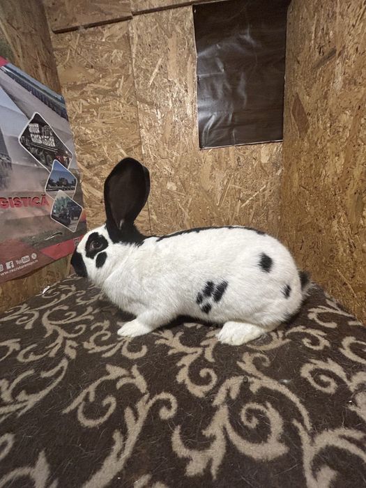 Masculi Uriaș pestriț german de vânzare