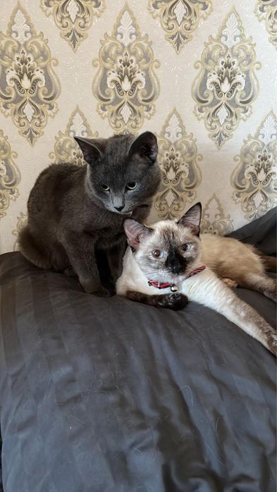 Ищу хозяев коту и кошечке