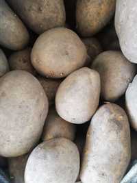 Продам картофель в Алге на еду и семена