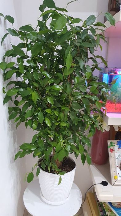 Ficus Benjamina Natasja, in ghiveci