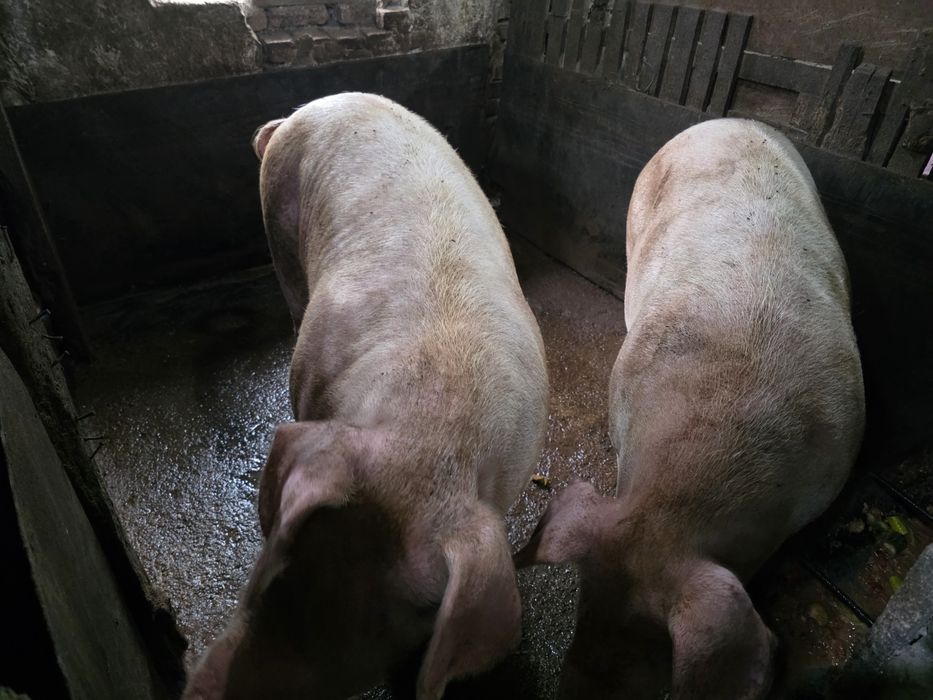 Продавам големи прасета за коледа