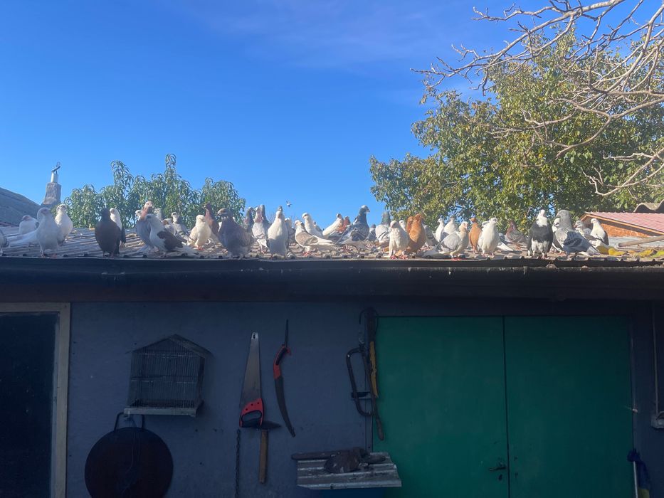 Porumbei de vânzare