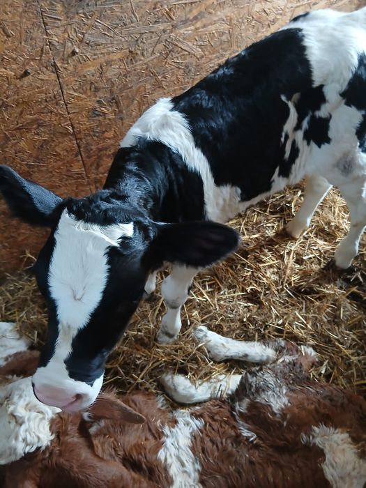 Vand vitei /vitele baltate