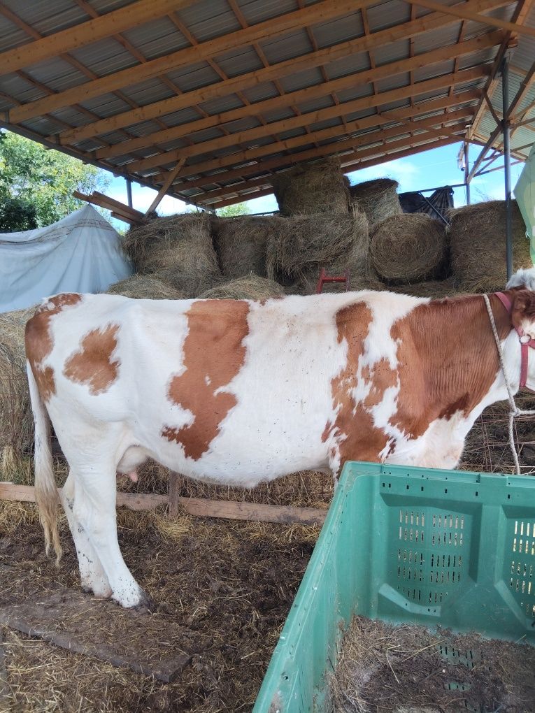 Vaca cu vitel de 7 luni