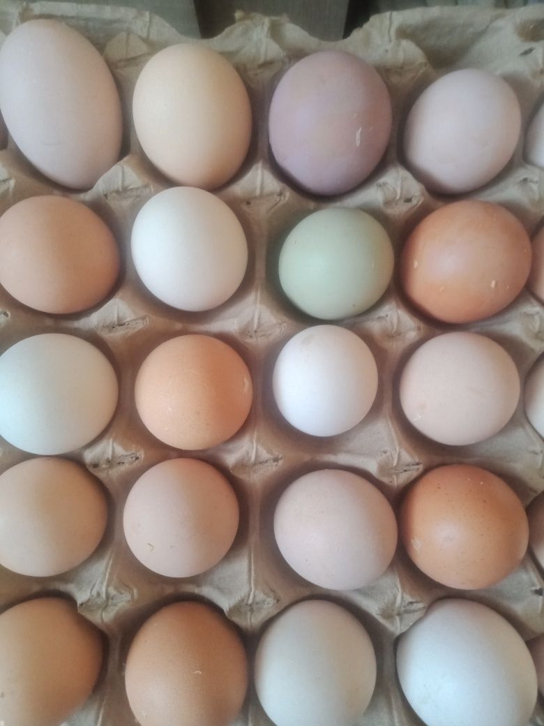 Инкубационные домашние куриные яйца на заказ