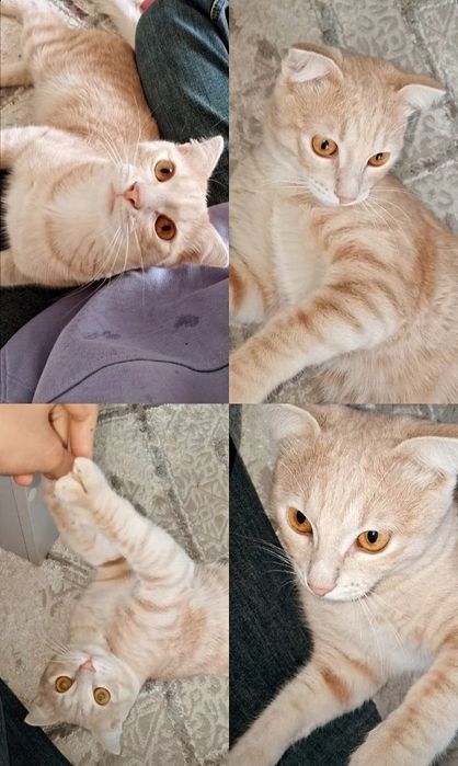 Кошка короткошёрстная