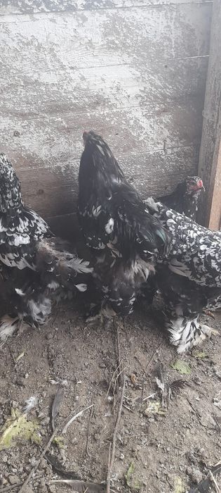 Găini și cocoși brahma.