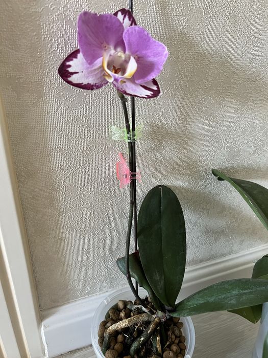 Продам сортовые орхидеи из коллекции