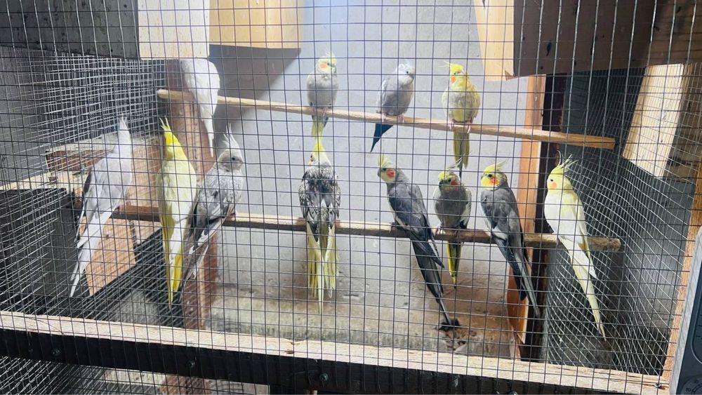 попугай корелла шт 12