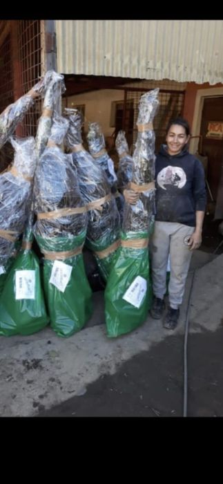 Aluni.Pawulonia.Cires.Prun.Nuci.Castan.Migdal>RO.Plantare.Coacaz.Afin