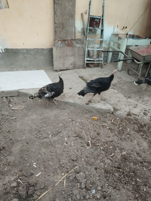Kurkalar sotiladi