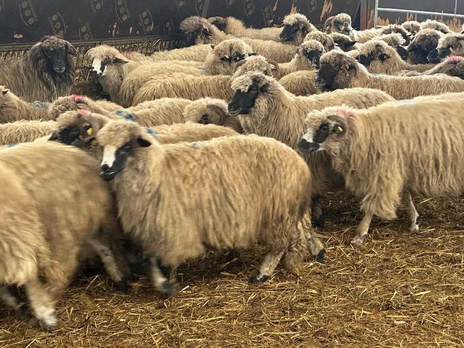 Vand oi turcane frumoase si robuste