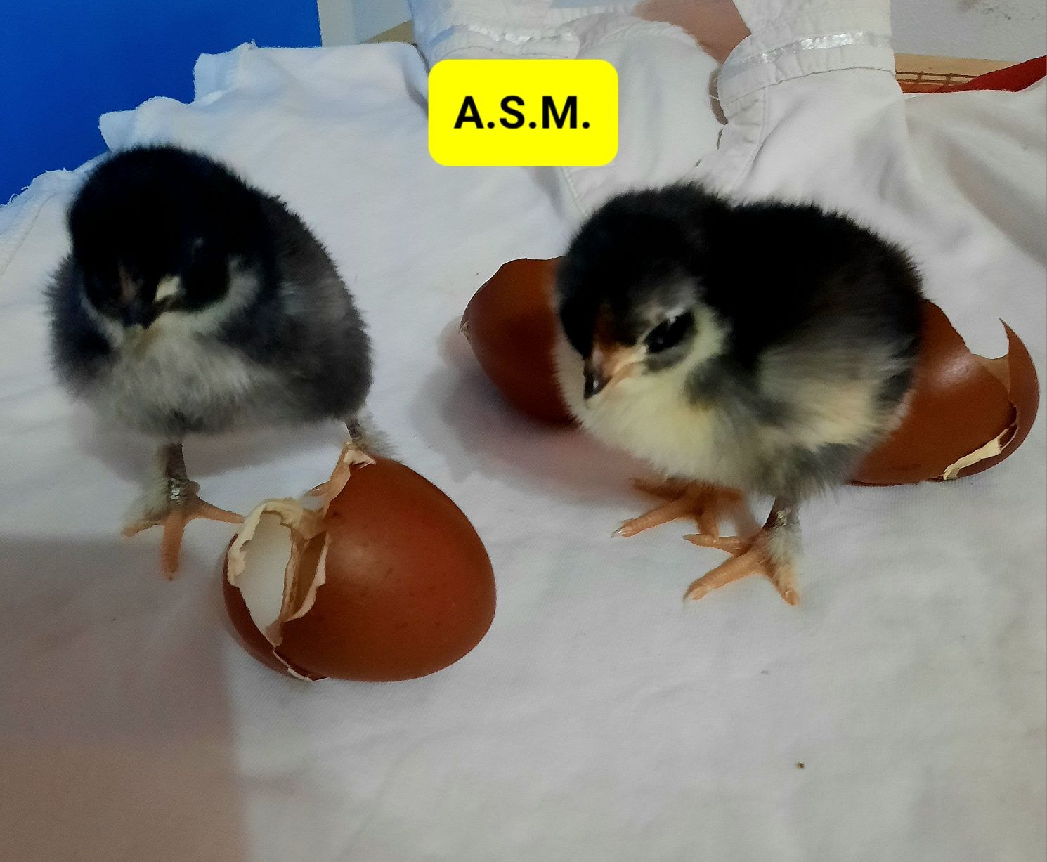 15 bucăți Marans Negru Arămiu