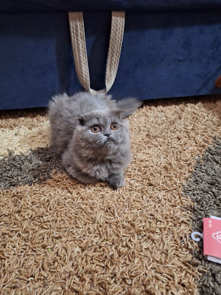 Скоттиш страйт ,Скоттиш фолд