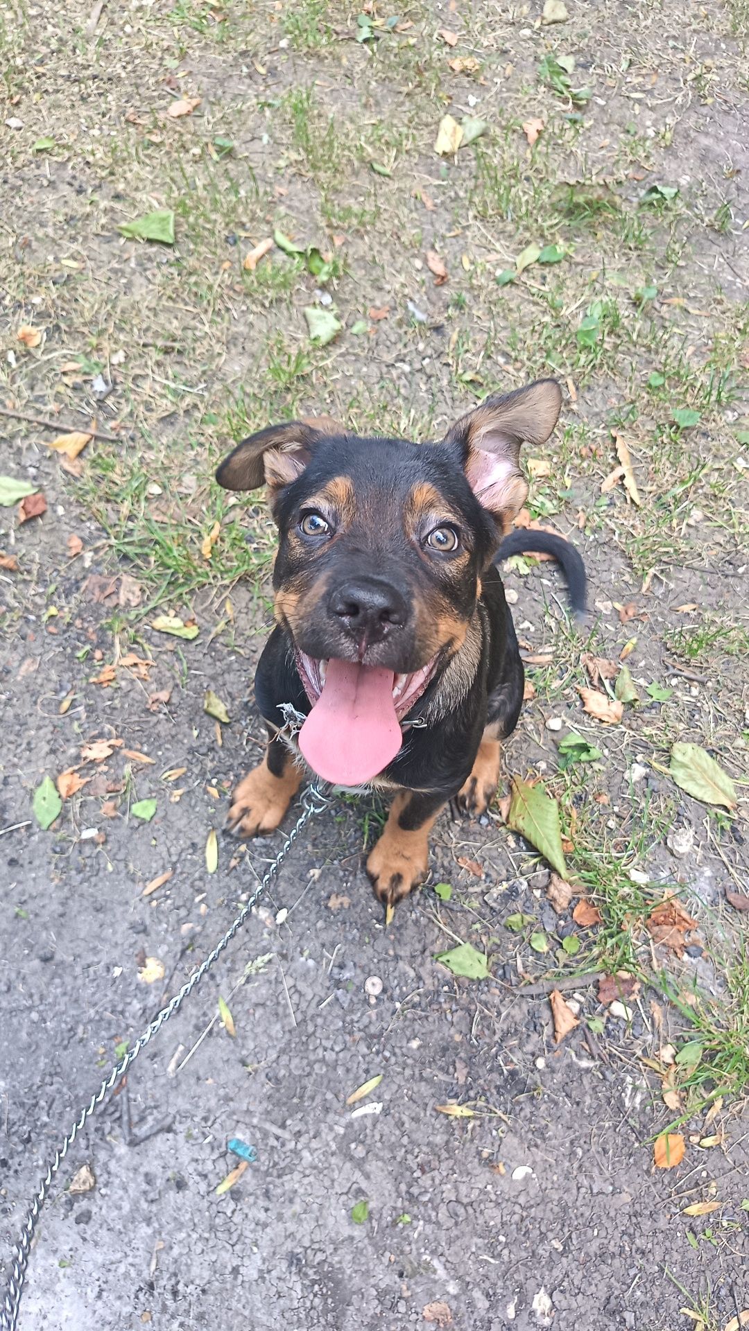 Caine spre adoptie