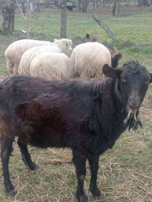 Vînd țap metis de anglonubian