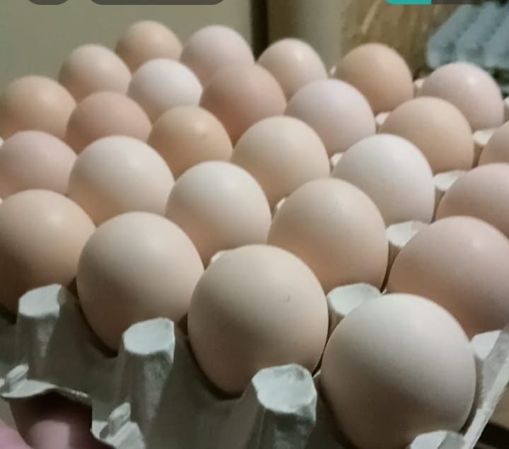 На 27.04 Инкубационное яйцо индюка хайбрид Канада