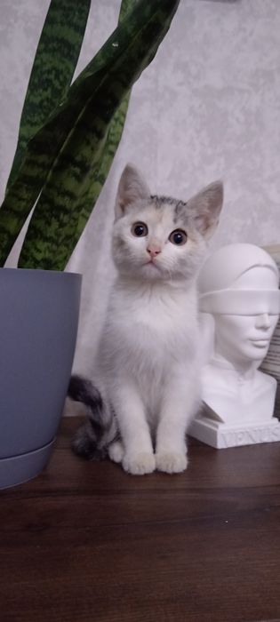 Отдам котёнка в добрые руки.