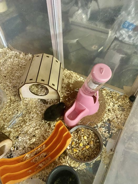 Hamsteri jucăuși