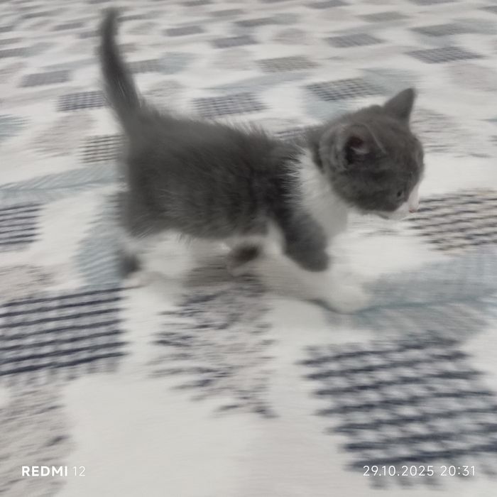 Продоётся кот 2 месяцев бонусом идёт лоток,когтеточка, игрушкаи всякое