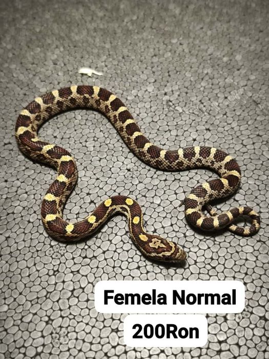 Sarpe Corn Snake 
Docili , perfecti pentru incepatori , mananca