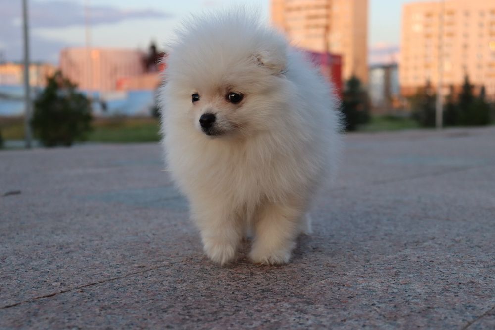 Красивые щенки Шпица продажа