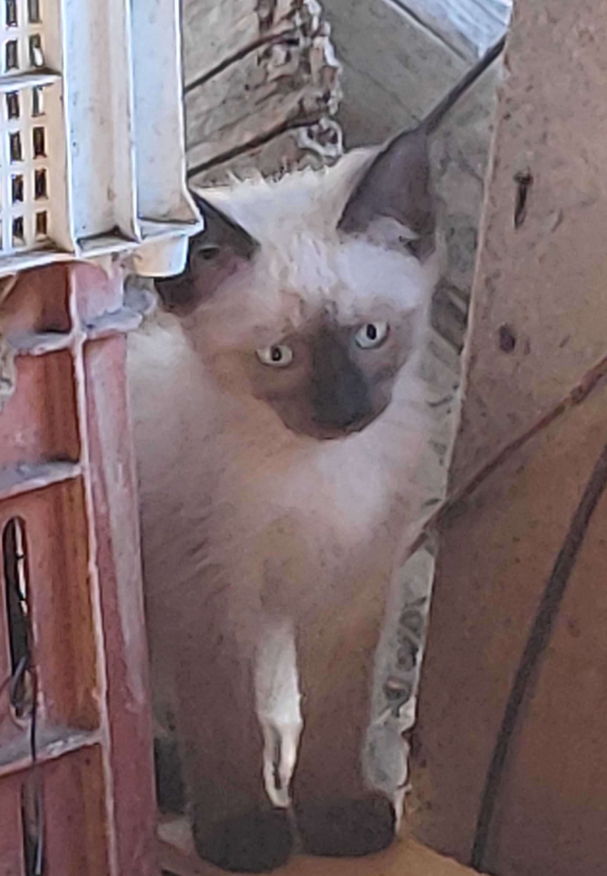 Котенца търсят своя Човек