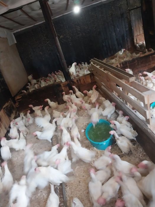 Куры несушки молодые