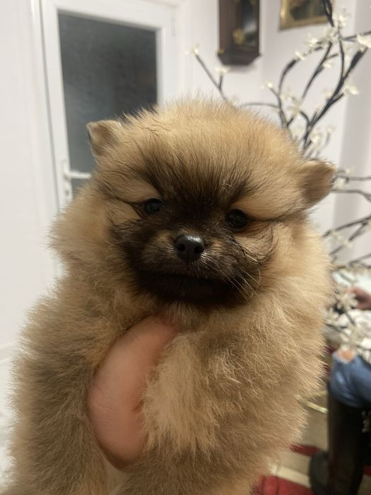 Pui pomeranian din parinti campioni