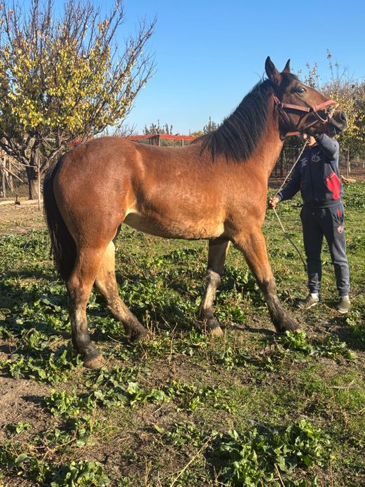 Manză de 1 an zumate foarte blândă cu forme