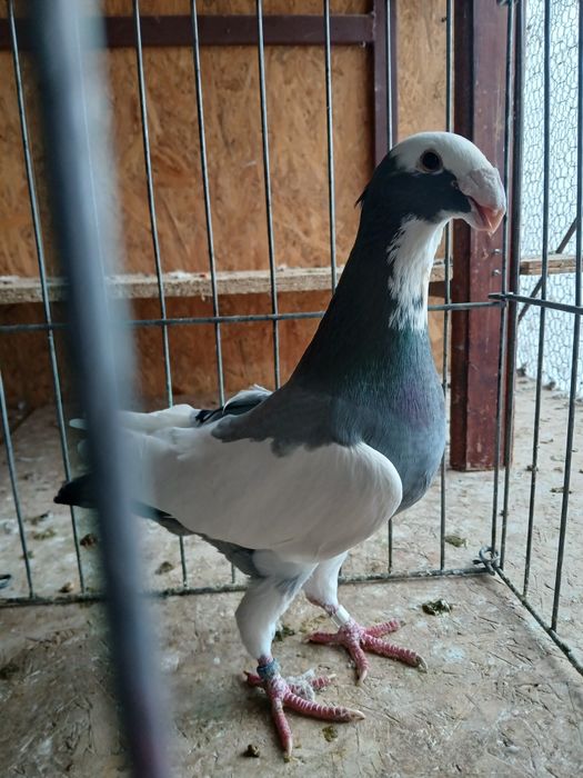 Voiajori germani de frumusețe