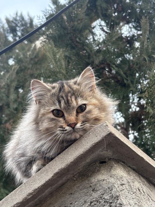 отдам кошку в хорошие руки