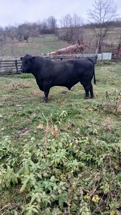 Vand taur Black Angus