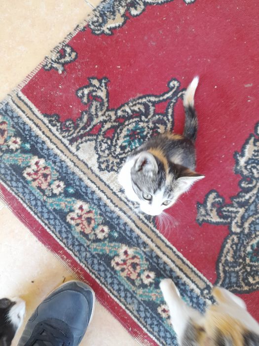 Отдам котят в добрые руки