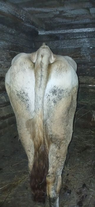 Vând vacă cu lapte