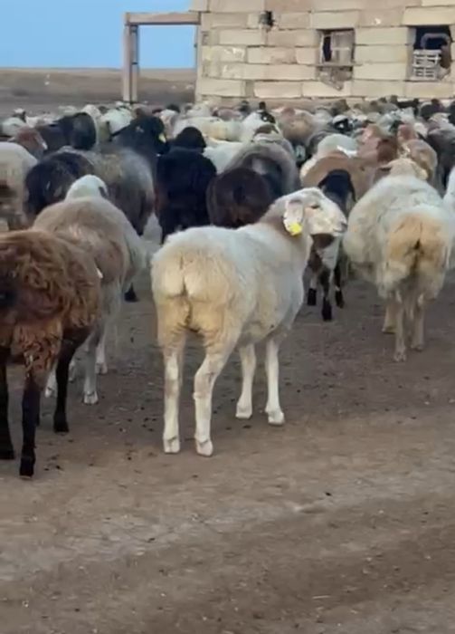 Қой , буаз кой , Бараны , Овцы