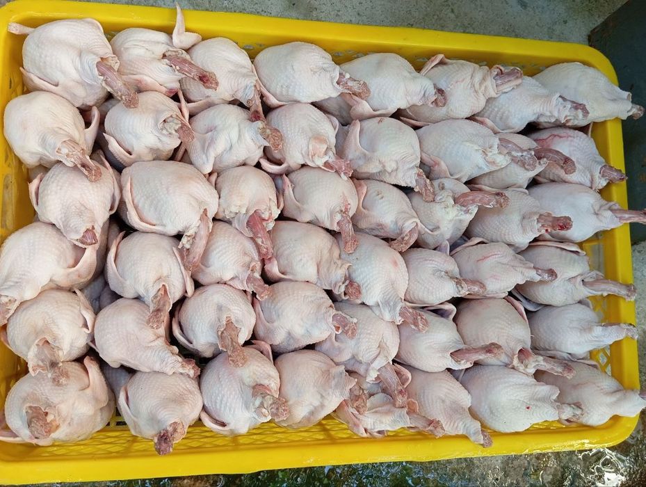 Бедана сотилади    донага кг