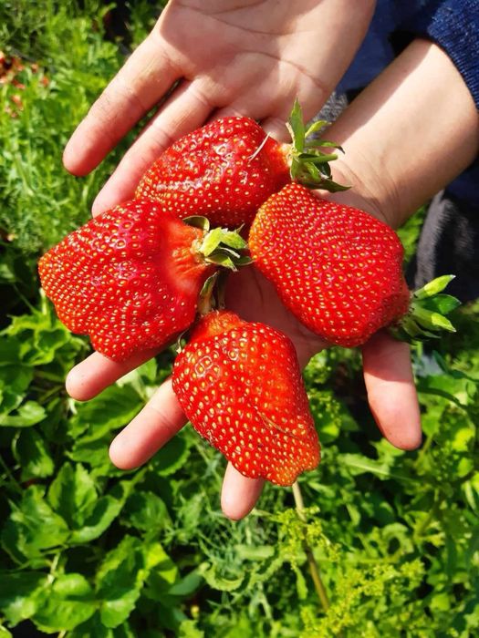 Предлагам висококачествен разсд ягоди