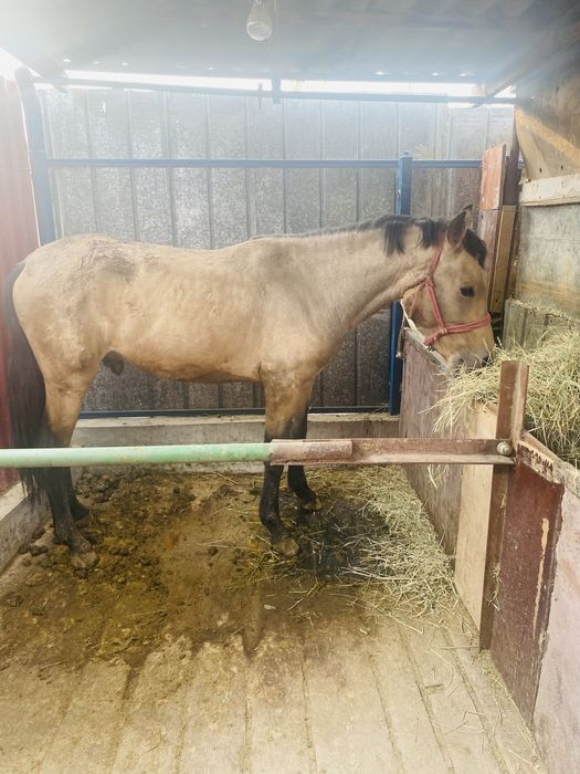 Құнан сатылады и 100прес шоппен бирге