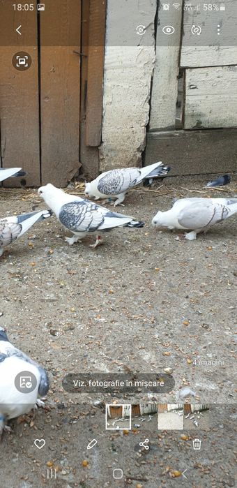 Porumbei santineti maturi și tineret