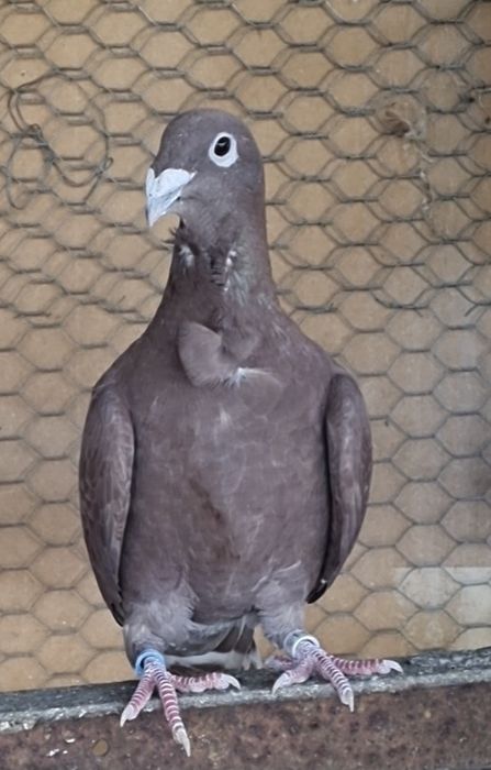 Porumbei rosii de Bucuresti