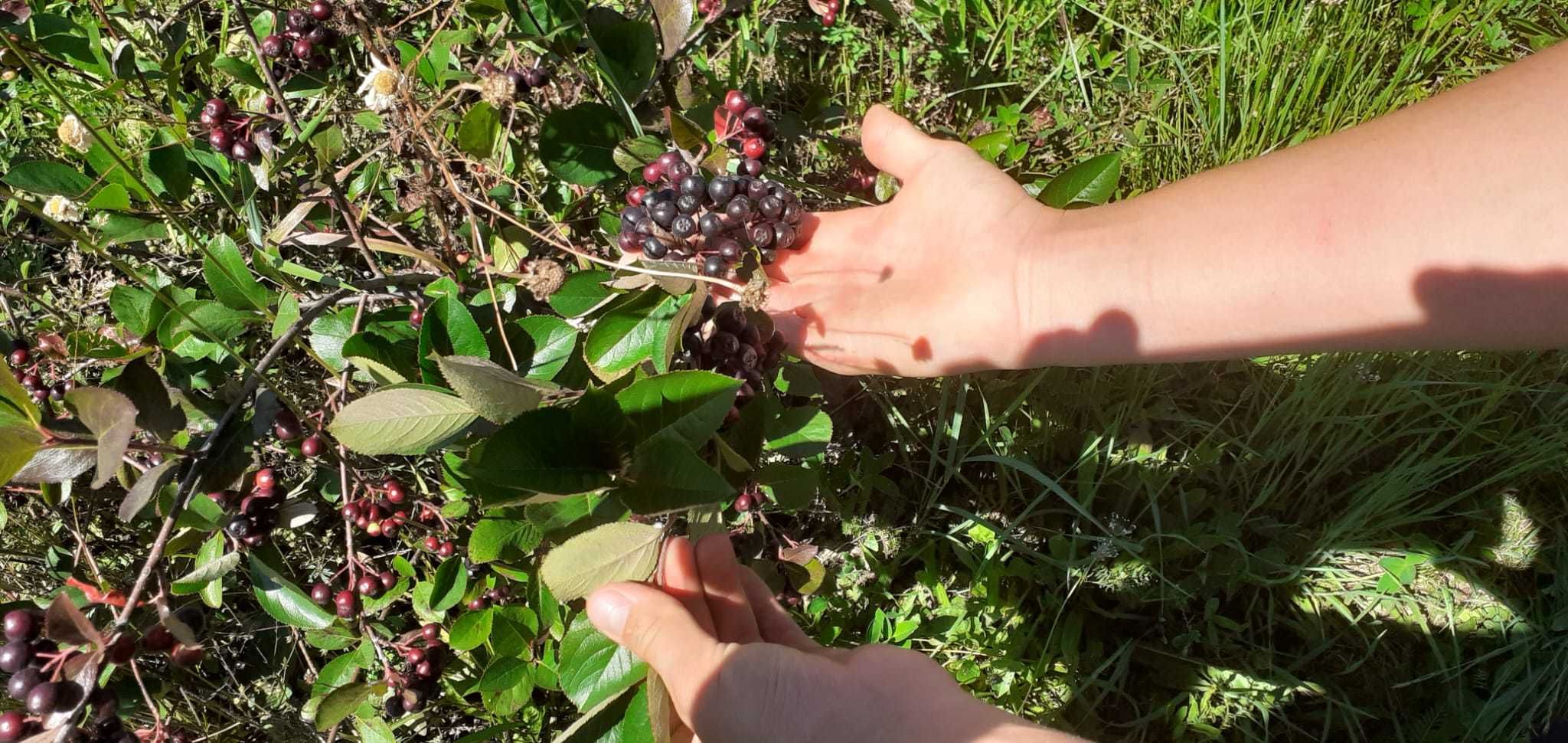 Aronia tufe pe rod