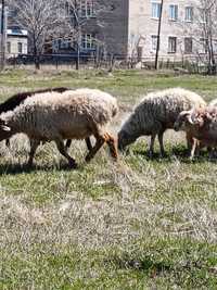 Продам овец баранов