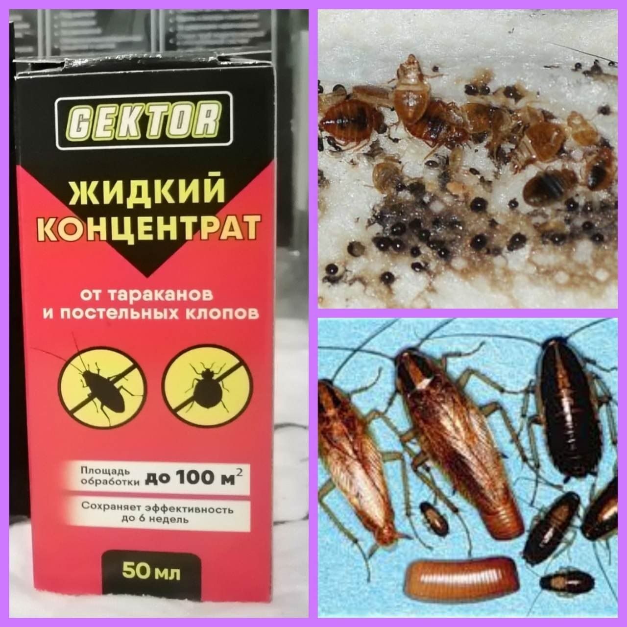 Гектор /Gektor/ концетрат отрава от клопов тараканов насекомых средств