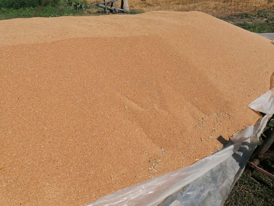 Vând grau producția 2025