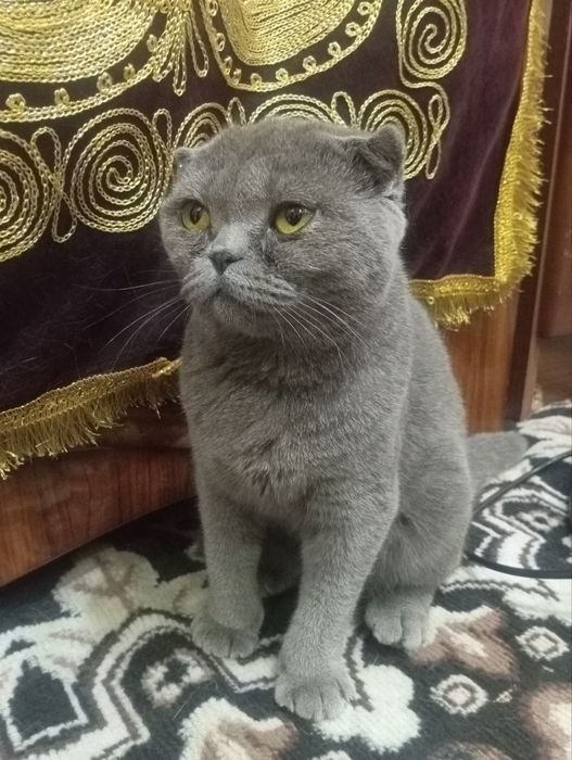 Scottish fold Egzotik Sotiladi