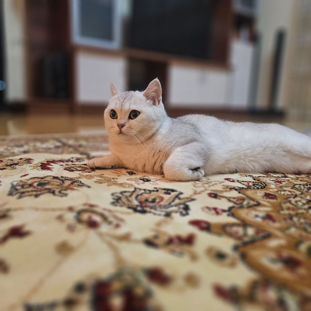 Британская серебристая шиншилла