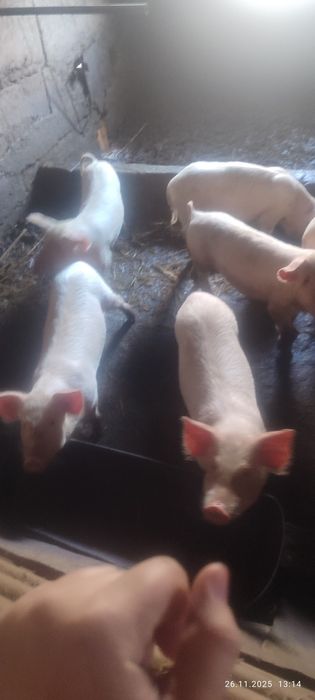 Поросята 3-х месячные