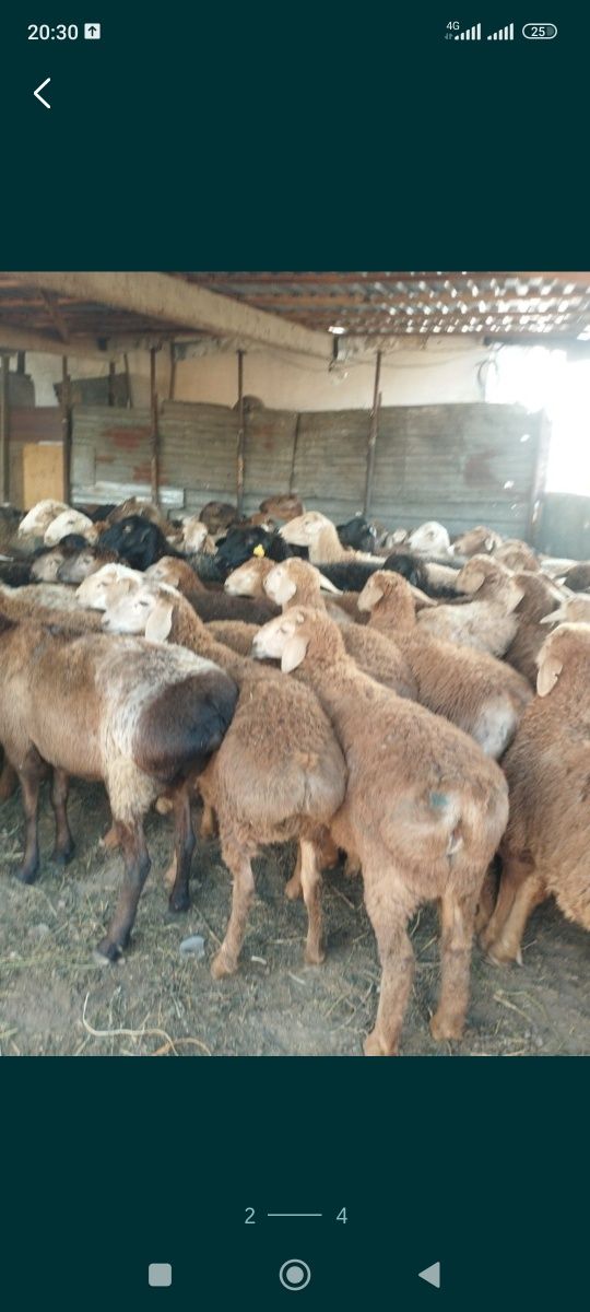 Баран Қой кой бараны Кой Баран  Кои + Имеется быстрый доставка г Алмат