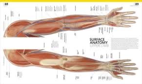 The Complete Human Body Atlas anatomie